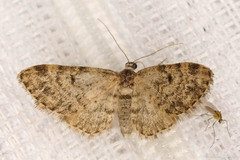 Eupithecia tantillaria