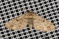 Eupithecia tantillaria