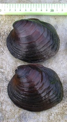 Reginaia ebenus