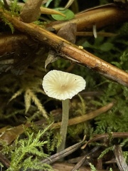 Marasmiellus
