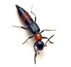 Paederus cruenticollis