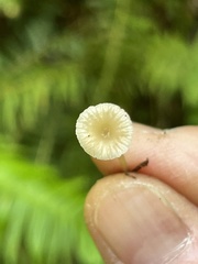 Marasmiellus