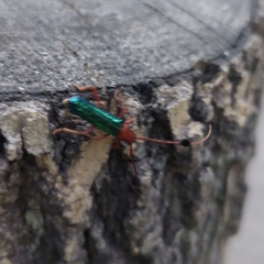 Compsocerus violaceus