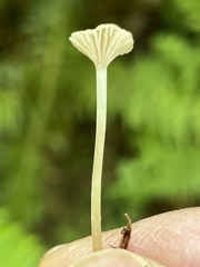 Marasmiellus