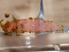 Reginaia ebenus