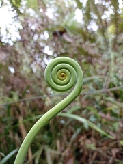 Gleichenella pectinata