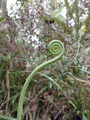 Gleichenella pectinata