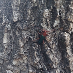 Compsocerus violaceus