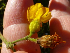 Hermannia rugosa