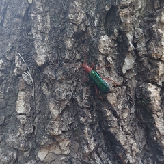 Compsocerus violaceus