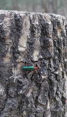 Compsocerus violaceus