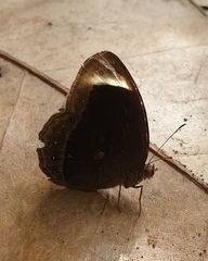 Mycalesis anaxias