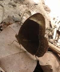 Mycalesis anaxias