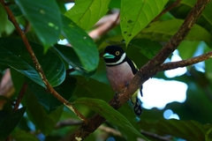 Eurylaimus ochromalus