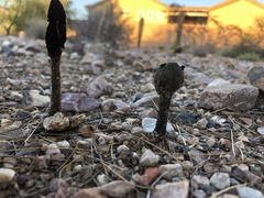 Podaxis
