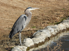 Ardea herodias