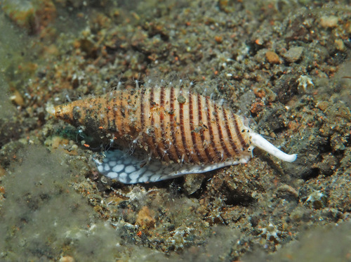 Domiporta filaris observed 2022-11-08