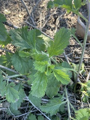 Verbena lasiostachys