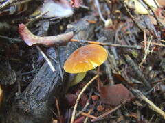 Pluteus romellii