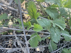 Verbena lasiostachys