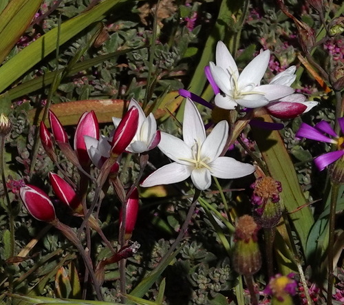 Image of Hesperantha cucullata by (c) desertnaturalist, some rights reserved (CC BY)