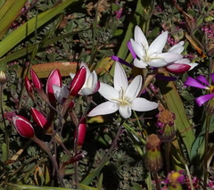 Hesperantha cucullata