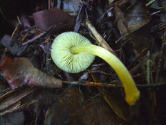 Pluteus romellii