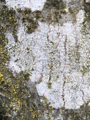 Lecanora carpinea