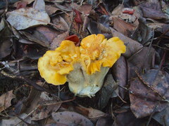Cantharellus cascadensis