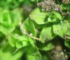 Syntrichia pagorum
