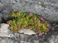 Drosanthemum stokoei