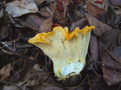 Cantharellus cascadensis