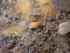 Buccinulum littorinoides