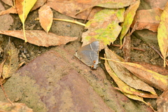 Parrhasius moctezuma