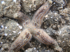 Allostichaster polyplax