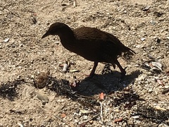 Gallirallus australis scotti