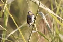 Setophaga coronata