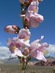 Penstemon palmeri