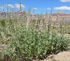 Penstemon palmeri