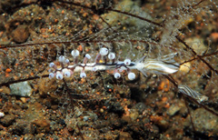 Eubranchus