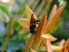 Trigona fulviventris