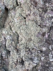 Hypocenomyce scalaris