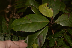 Quintinia sieberi