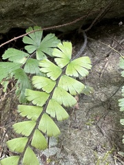 Adiantum caudatum