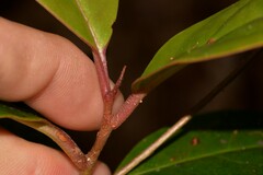 Quintinia sieberi