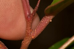 Quintinia sieberi