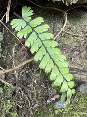 Adiantum caudatum
