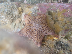 Pentagonaster pulchellus