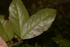 Quintinia sieberi