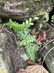 Adiantum caudatum
